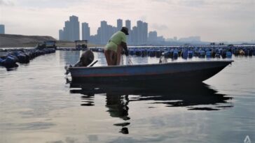 'En 10 años, es posible que ya no estemos aquí': Orang Seletar de Johor amenazado por la disminución de la captura de mariscos