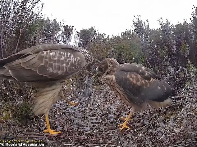 Las imágenes en vivo muestran a los dos aguiluchos pálidos adultos llevando comida al nido para sus cinco polluelos.