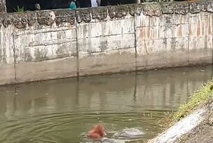 Se ve al animal agitando los brazos en el aire antes de hundirse debajo de la superficie del agua, mientras otro orangután corre hacia el borde del foso en un aparente intento de ayudarlo en una escena desgarradora.