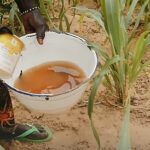 En un intento por revivir los cultivos moribundos en la República de Níger, los científicos están utilizando un fertilizante rico en minerales, de bajo costo y de fácil acceso: la orina humana.