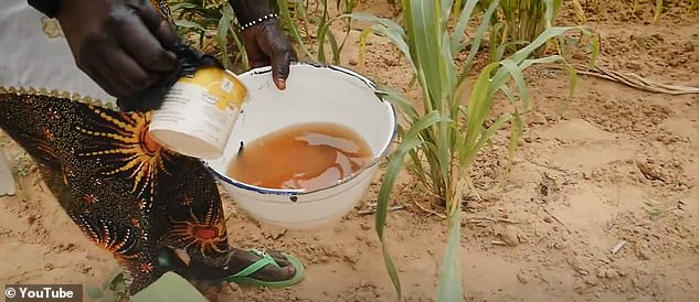 En un intento por revivir los cultivos moribundos en la República de Níger, los científicos están utilizando un fertilizante rico en minerales, de bajo costo y de fácil acceso: la orina humana.