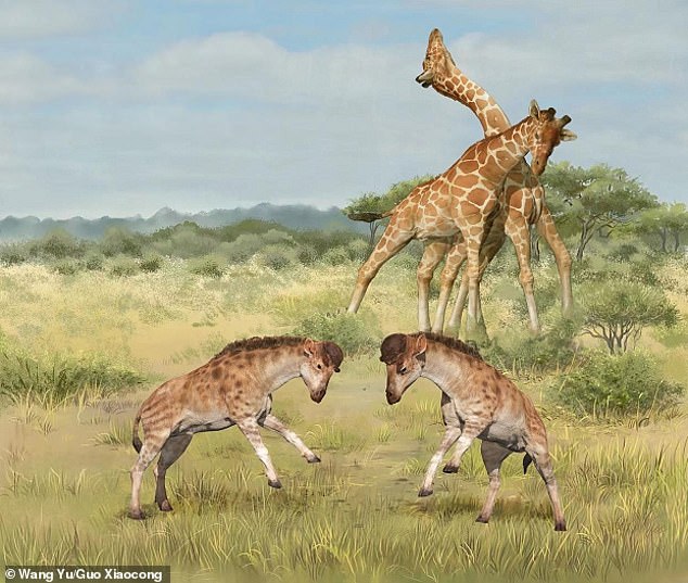 Los fósiles de un extraño jirafo primitivo han revelado las fuerzas impulsoras clave en la evolución de las jirafas, dicen investigadores chinos.  Esta ilustración muestra dos machos luchadores de la extinta especie de jirafa primitiva (Discokeryx xiezhi, primer plano) y dos machos luchadores de la jirafa del norte moderna (Giraffa camelopardalis, al fondo)