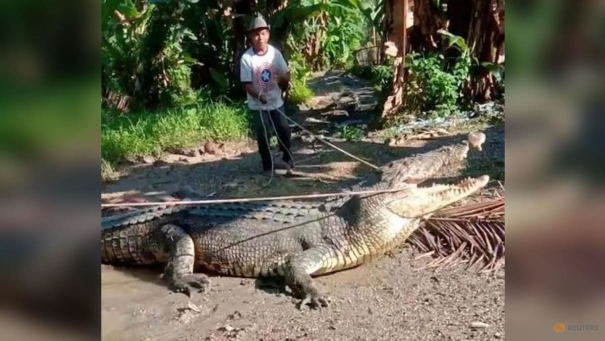 Los aldeanos animan a los indonesios por capturar un gran cocodrilo con una cuerda
