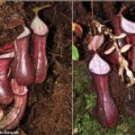 Las plantas carnívoras únicas fueron descubiertas en Indonesia.  En la foto, las jarras inferiores reveladas debajo de una alfombra de musgo (izquierda) y las jarras inferiores extraídas de una nota de cavidad