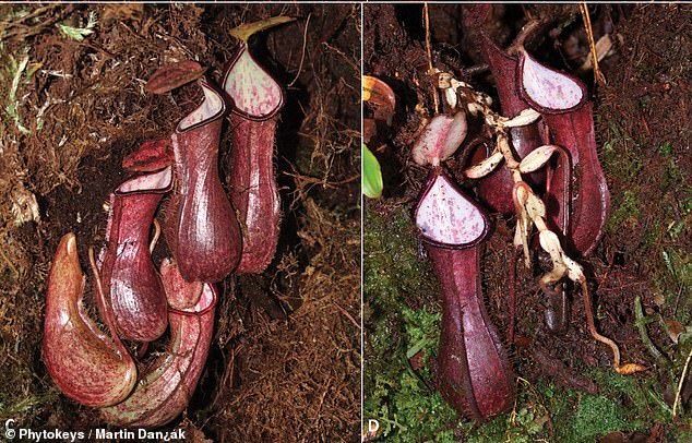 Las plantas carnívoras únicas fueron descubiertas en Indonesia.  En la foto, las jarras inferiores reveladas debajo de una alfombra de musgo (izquierda) y las jarras inferiores extraídas de una nota de cavidad