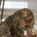 Tres Sakis de cara blanca en el zoológico de Korkeasaari en Finlandia (en la foto) aprendieron a usar un ¿reproductor de medios de mono¿ que tiene un sistema interactivo que les permite reproducir videos y sonidos