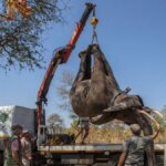 Malawi transferirá 250 elefantes entre parques nacionales