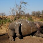 Namibia intensifica la protección tras la muerte de rinocerontes