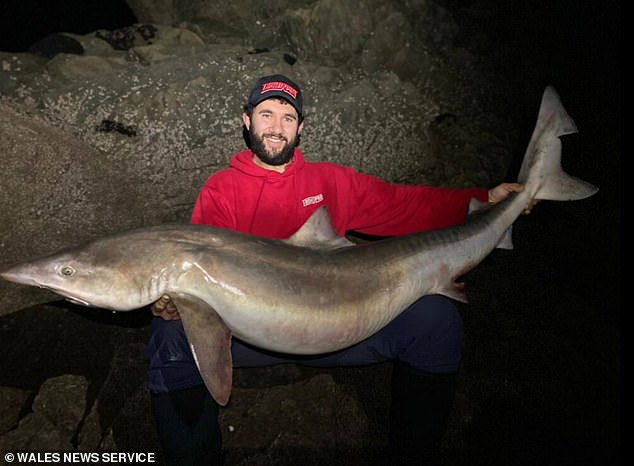 Mario Asprou, de 31 años, desembarcó su pez gigante (en la foto) frente a Strumble Head, Pembrokeshire, en diciembre de 2020. La captura, que se devolvió rápidamente al agua después de pesarla, solo ahora se ha verificado como el cazón más grande jamás capturado en el Reino Unido.