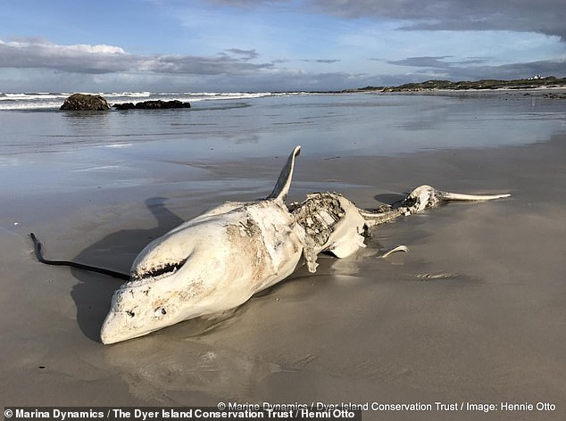 Al menos siete cadáveres de grandes tiburones blancos han llegado a la costa en False Bay desde 2017, con marcas reveladoras de dientes que indican que fueron atacados salvajemente por orcas.  Los investigadores dicen que los grandes blancos que se encuentran con orcas abandonarán inmediatamente su coto de caza habitual hasta por un año.