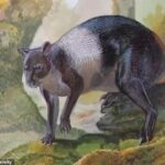 Un extraño canguro gigante vagaba por Papúa Nueva Guinea hace 50.000 años, según ha revelado un nuevo estudio.  La especie, que los investigadores de la Universidad de Flinders llamaron Nombe nombe, tenía un cuerpo rechoncho y musculoso.