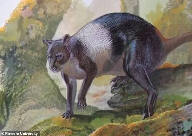 Un extraño canguro gigante vagaba por Papúa Nueva Guinea hace 50.000 años, según ha revelado un nuevo estudio.  La especie, que los investigadores de la Universidad de Flinders llamaron Nombe nombe, tenía un cuerpo rechoncho y musculoso.