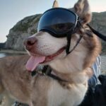 Duke, un mestizo de husky siberiano y malamute de seis años, usa gafas para proteger su ojo izquierdo que tiene cataratas.