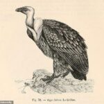 En un caso de identidad equivocada, un nuevo estudio revela que un pájaro fosilizado que durante mucho tiempo se pensó que era un águila es en realidad un buitre.