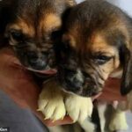 Cachorros: dos perros beagle nacieron en Corea del Sur después de haber sido creados a partir de células de piel clonadas alteradas por edición de genes por primera vez