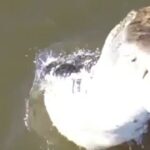 Las imágenes de un dron grabadas por el entusiasta de la pesca brasileño Luciano Souza capturaron a un gran caimán saltando de debajo del río Javaés en el estado de Tocantins antes de que agarrara el dron del hombre de 47 años que estaba usando para documentar la salida de pesca de un amigo el viernes pasado.