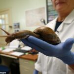 Caracoles gigantes que pueden crecer hasta ocho pulgadas de largo, del tamaño de una rata, han obligado a todo un pueblo de Florida a ponerse en cuarentena
