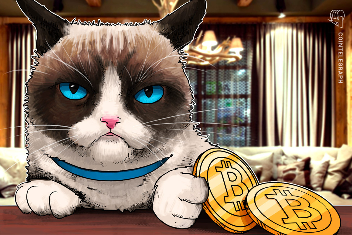 Cat estropea el nodo de Bitcoin durante la caída de los precios con una 'protesta sucia' - Cripto noticias del Mundo
