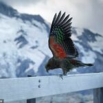Teoría: las aves con plumas de colores brillantes debajo de las alas pueden haberlas desarrollado para evitar colisiones en el aire, creen los expertos