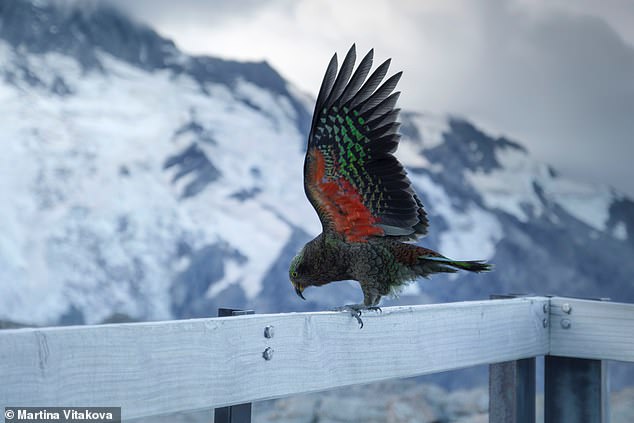 Teoría: las aves con plumas de colores brillantes debajo de las alas pueden haberlas desarrollado para evitar colisiones en el aire, creen los expertos