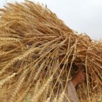 Egipto cancela contratos por 240.000 toneladas de trigo ucraniano