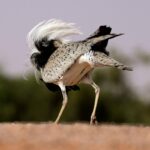 Egipto y los Emiratos Árabes Unidos trabajan juntos en la conservación de aves vulnerables