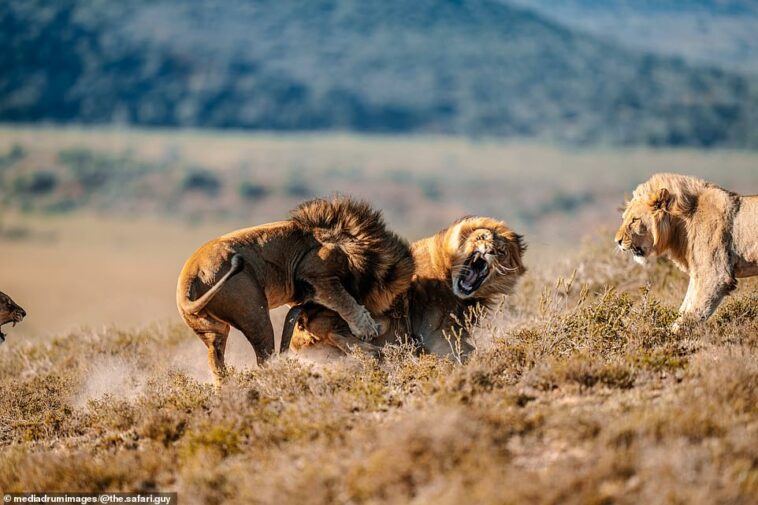 El León Macho Rebelde Es Atacado Salvajemente Por Grandes Felinos Rivales  Después De Aventurarse Demasiado Cerca De La Hembra En Su Manada