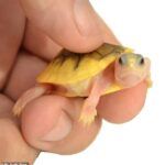 El CDC advierte que las tortugas pequeñas están en el centro de un brote de salmonella de 15 casos, y se cree que los reptiles vendidos en MyTurtleStore.com son los principales culpables (foto de archivo)