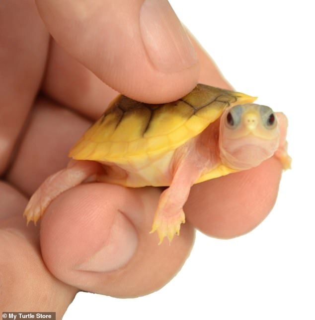 El CDC advierte que las tortugas pequeñas están en el centro de un brote de salmonella de 15 casos, y se cree que los reptiles vendidos en MyTurtleStore.com son los principales culpables (foto de archivo)