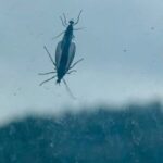 El noroeste de Seúl atacado por enjambres de 'lovebugs'