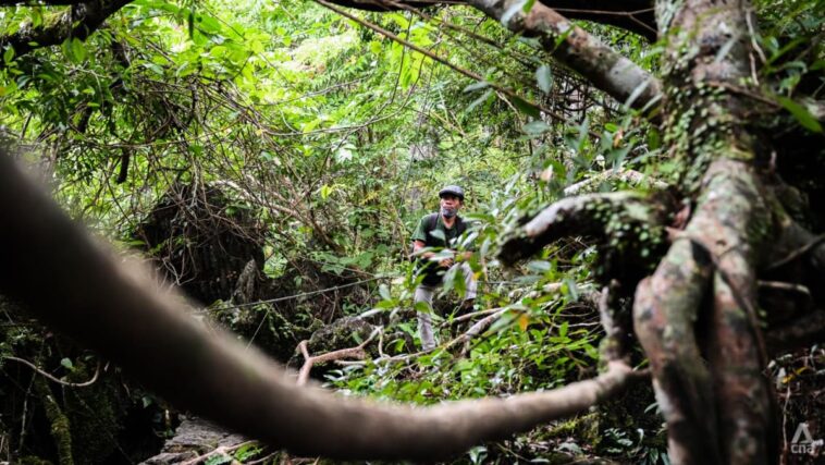 En la frontera de Sierra Madre: el gran protector de Manila no puede salvar a la ciudad del cambio climático