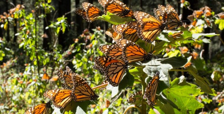 Es oficial, la mariposa monarca ha sido declarada especie en peligro de extinción
