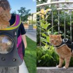 Estos accesorios de la marca Stray te permiten transportar a tu gato con estilo futurista