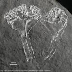 Rebanada de historia: el fósil del depredador animal más antiguo conocido (en la foto), que fue descubierto en Leicester, lleva el nombre de Sir David Attenborough.