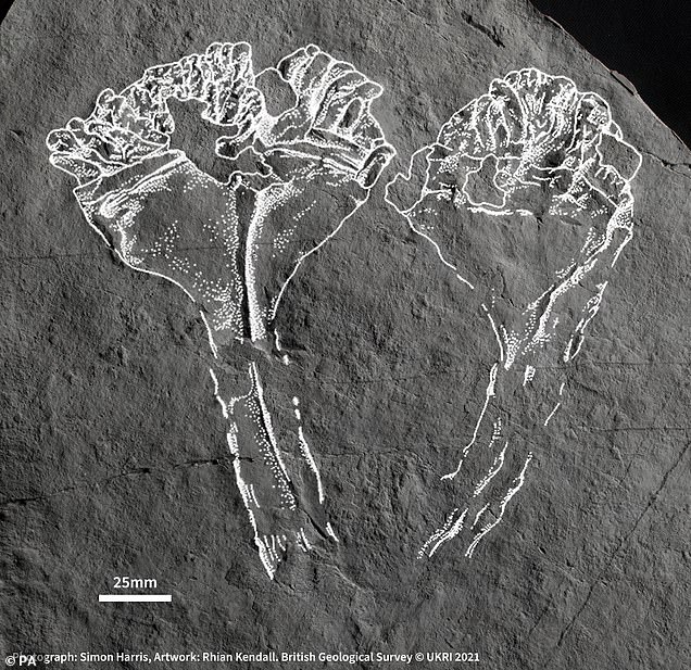 Rebanada de historia: el fósil del depredador animal más antiguo conocido (en la foto), que fue descubierto en Leicester, lleva el nombre de Sir David Attenborough.