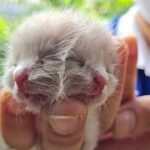 'Felino fino': un raro gatito nacido con dos caras en el norte de Tailandia ahora bebe felizmente leche después de desafiar las predicciones de que moriría un par de horas después de su nacimiento (En la imagen: el gatito nacido el domingo)