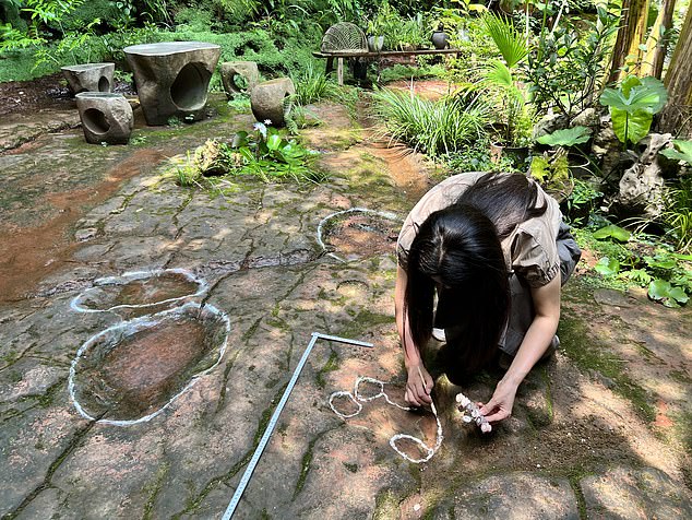 Las huellas pertenecen a dos saurópodos, el más grande mide 26 pies de largo.  Los dinosaurios caminaron sobre la Tierra hace 100 millones de años