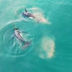 La alocada historia comienza cuando los espectadores ven a dos orcas chapoteando y nadando en las aguas de la costa de Sudáfrica.