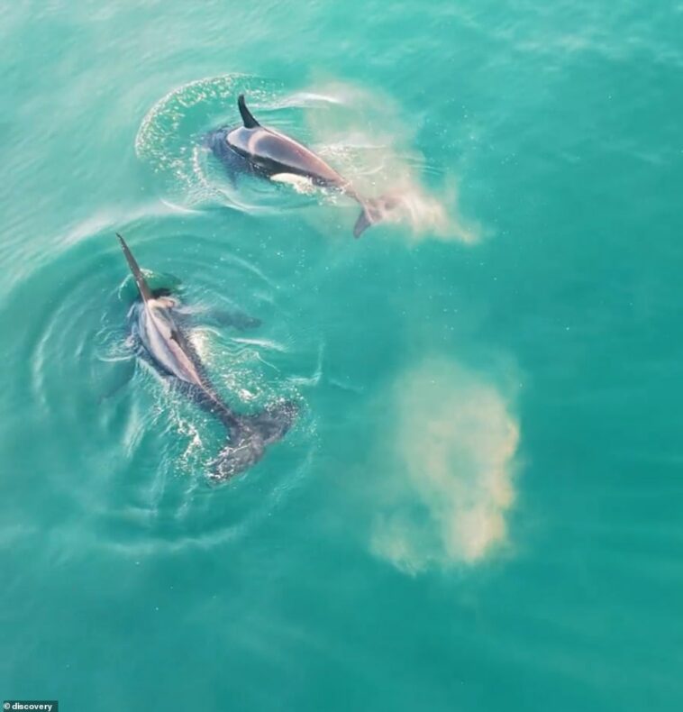 La alocada historia comienza cuando los espectadores ven a dos orcas chapoteando y nadando en las aguas de la costa de Sudáfrica.