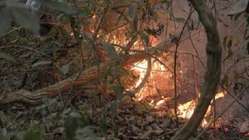 Incendios en la Amazonía brasileña aumentan en el primer semestre