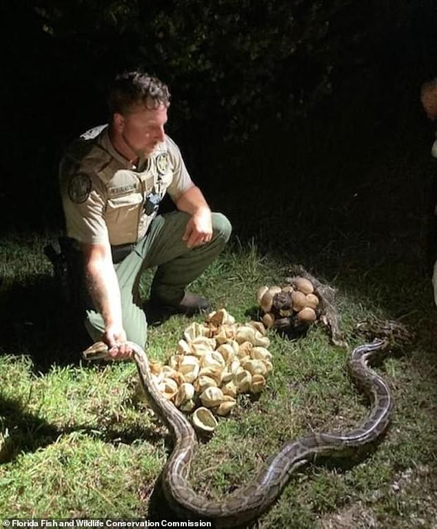 Matthew Rubenstein (en la foto), un oficial de la comisión, y el contratista de pitones Alex McDuffie encontraron dos áreas de anidación en la Reserva Nacional Big Cypress.