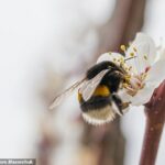 Si bien la idea de que te piquen no es exactamente atractiva, un nuevo estudio puede hacerte pensar dos veces antes de matar a las molestas abejas
