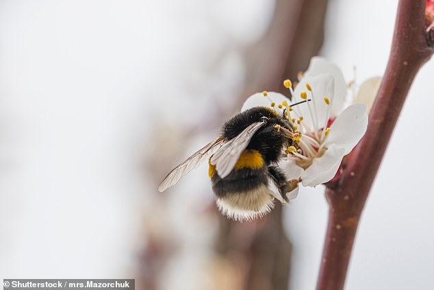 Si bien la idea de que te piquen no es exactamente atractiva, un nuevo estudio puede hacerte pensar dos veces antes de matar a las molestas abejas