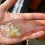 '¡Hace mucho tiempo que esperaba ver uno de estos en persona!'  tuiteó Sarah Friedman, bióloga de peces de la Administración Nacional Oceánica y Atmosférica, con el pez caracol en la foto de arriba