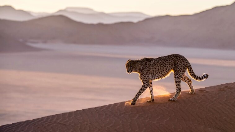 Los guepardos regresarán a la India después de 70 años en el trato con Namibia