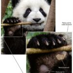 Panda gigante agarrando y masticando un tallo de bambú grueso y seco en la Base de Investigación de Cría de Panda Gigante de Chengdu en 2016. Recuadro: un hueso sesamoideo radial semitransparente se coloca en su posición aproximada dentro de la almohadilla carnosa