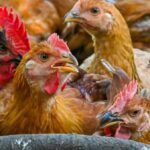 Los precios y el suministro de pollos en Malasia se han estabilizado, dice un grupo de trabajo especial contra la inflación