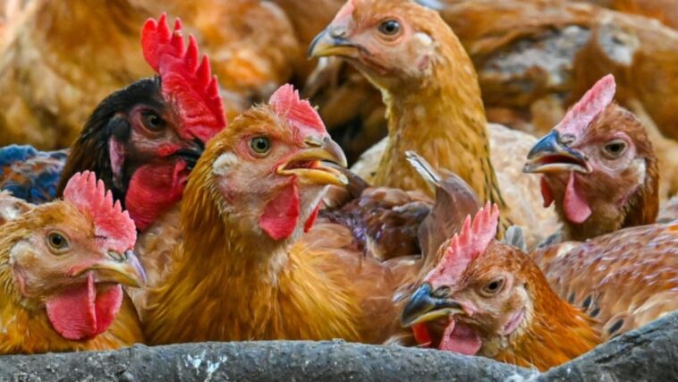 Los precios y el suministro de pollos en Malasia se han estabilizado, dice un grupo de trabajo especial contra la inflación