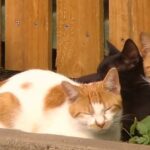 Una amante de los gatos de Newcastle ha dejado a los vecinos hartos cuando sus felinos (en la foto) se han apoderado de la calle y han esparcido un olor horrible.