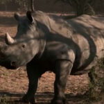 Mozambique: aniquilados hace más de 40 años, los rinocerontes regresan